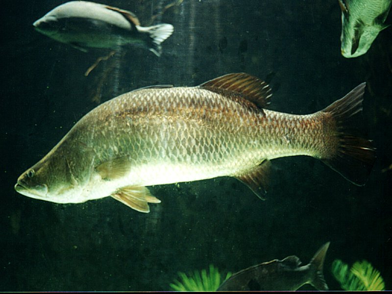 Lates calcarifer (Barramundi)